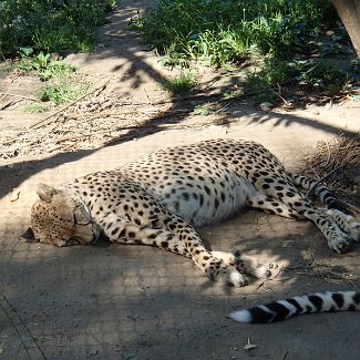 Cheetah Гепард