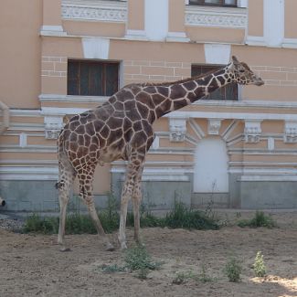 Giraffe Сетчатый Жираф