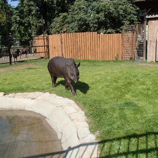 Brazilian tapir Бразильский Тапир