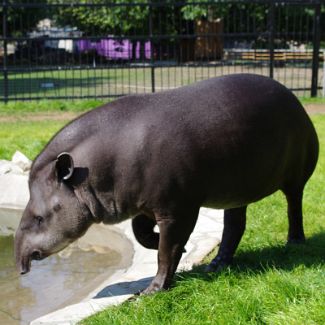 Brazilian tapir Бразильский Тапир