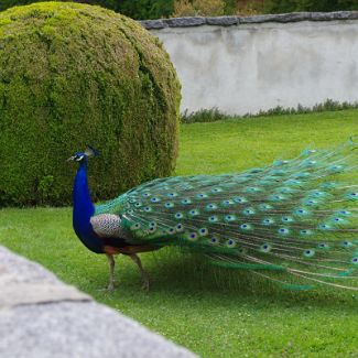 Pfau Павлин