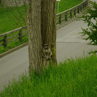 Berchtesgadener Säbelzahnkatze