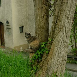 Berchtesgadener Säbelzahnkatze