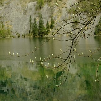 Obersee