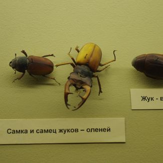 Bugs Самка и самец жуков - оленей и жук - водолюб