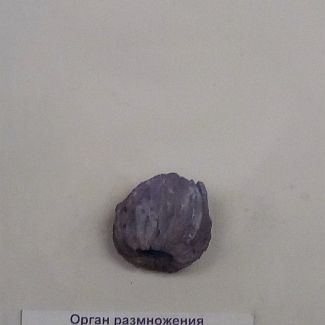 Williamsonia turcomanica Prynada Орган размножения беннеттитового Williamsonia turcomanica Prynada, Ранняя юра, Мангышлак