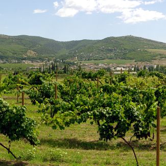 Панорама виноградников Золотой Балки