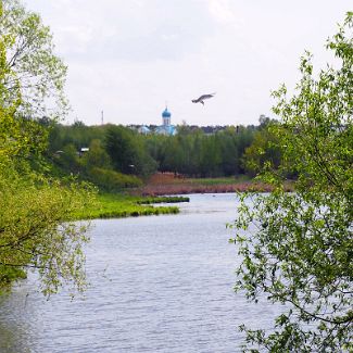 Столичная чайка на реке Сетуньке