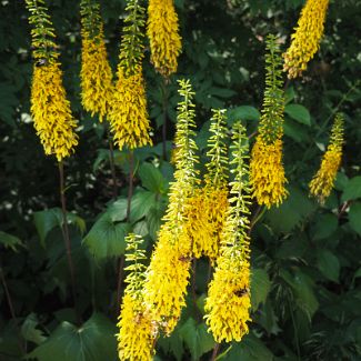 Бузульник Вильсона Ligularia wilsoniana (Htmsl.) Greenman