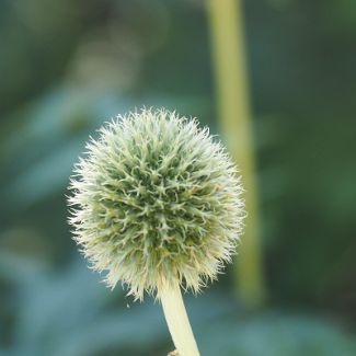 Мордовник шароголовый Echinops sphaerocephalus L.