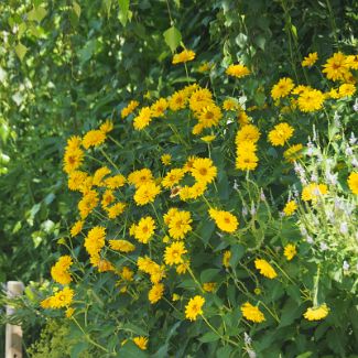 Кореопсис ланцетовидный Coreopsis lanceolata L.