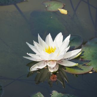 Nymphaea alba Кувшинка белая