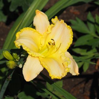 Лилейник жёлтый Hemerocallis lilioasphodelus L.