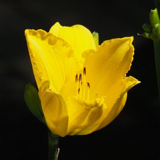 Жёлтый Лилейник Hemerocallis lilioasphodelus L.