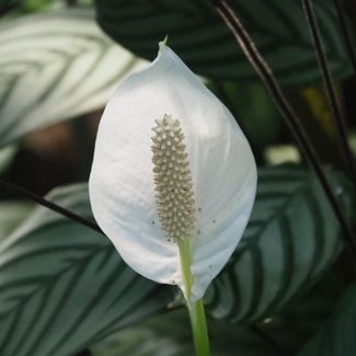 Спатифиллум Spathiphyllum walisii Regel