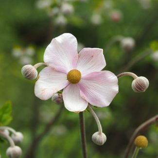 Ветреница лесная Anemone sylvestris