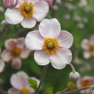 Anemone sylvestris Ветреница лесная