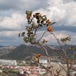 Дикий Шиповник