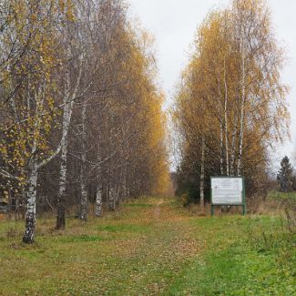 Въездная берёзовая аллея