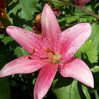 Russia: Moscow: Botanical Garden of MSU “Aptekarsky Ogorod” Москва: Ботанический Сад МГУ “Аптекарский Огород”