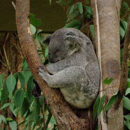 Queensland: Kuranda Австралия: Квинсленд: Куранда