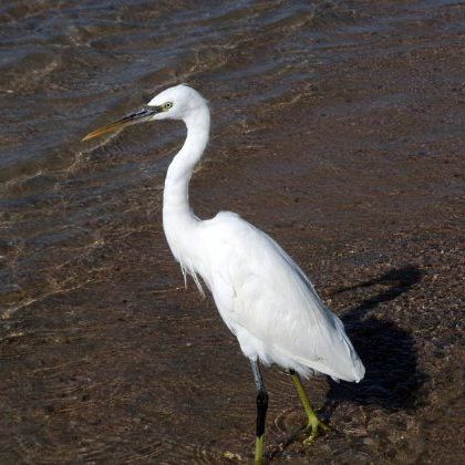 Egypt: Hardy Heron at Royal Azur beach