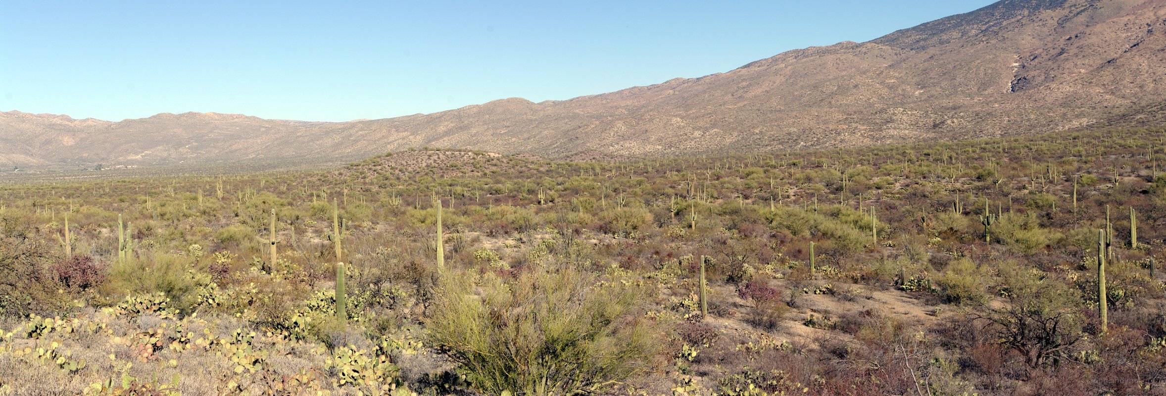 Arizona: Saguaro Park