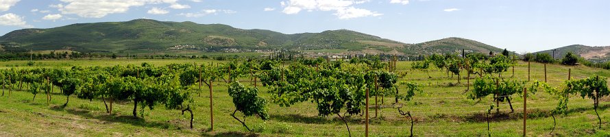 Панорама виноградников Золотой Балки : Crimea, Крым, Балаклава, Panorama